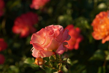 Pink Rose Close up at Sunrise