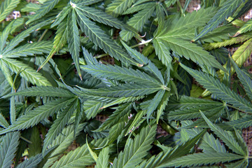 Bunch of green hemp marijuana cannabis leaves