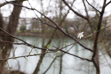 First Spring Flower