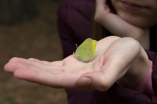 girl holds in her palm a yellow butterfly with folded wings. Butterflies come out of hibernation in the spring