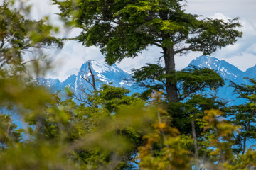 Mountains and trees in Chilean Patagonia