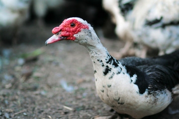 Portrait of a domestic duck. Cairina moschata drake