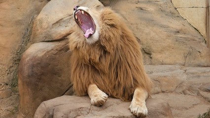 A lion sits on a stone and opens his mouth wide.