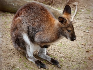 Kangaroo is sitting on the ground..