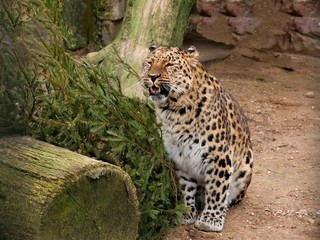 Leopard sits under a bush and growls.