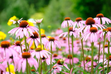 ピンクの花＿エキナセア＿花言葉＿優しさ