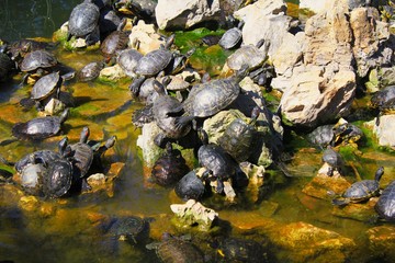 Lake with turtles in Athens, Greece.