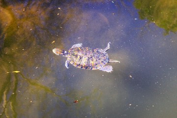 Lake with turtles in Athens, Greece.