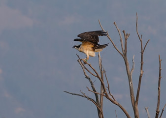 An osprey perched on a barren tree spreads its wings to fly.