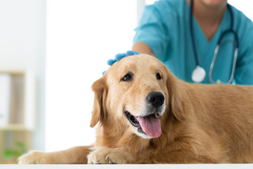 Unidentified veterinarian is gently petting the dog's head while examination in the veterinary clinic. Concept of medical and healthcare for pet animal.