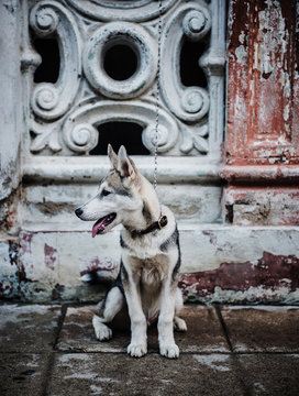 Friendly dog on the streets of Havana, Cuba, Caribbean