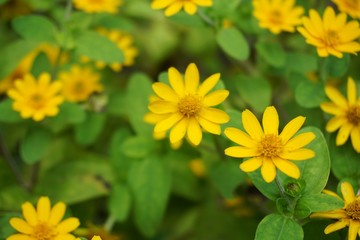 Yellow sunflowers in the garden