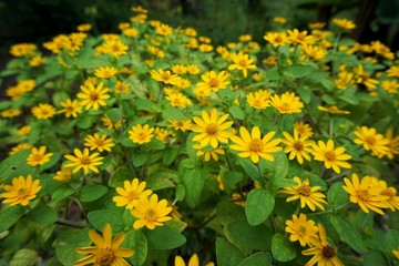 Yellow sunflowers in the garden