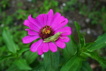 Obraz premium zinnia flower in the garden