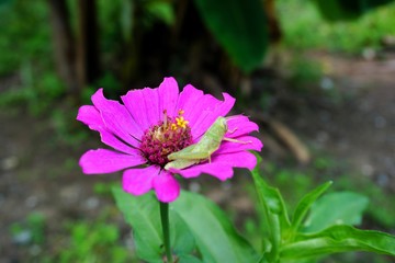 zinnia flower in the garden