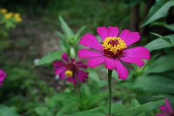 Fototapeta premium zinnia flower in the garden