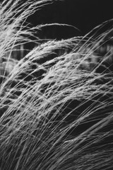 branch black and white