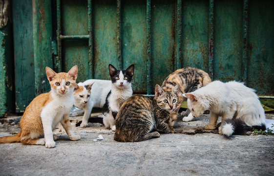 Stray kittens on the streets of Havana