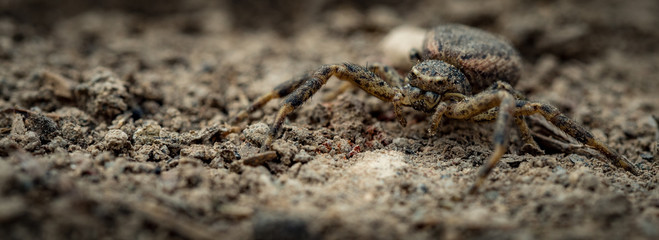 Spider on The Earth