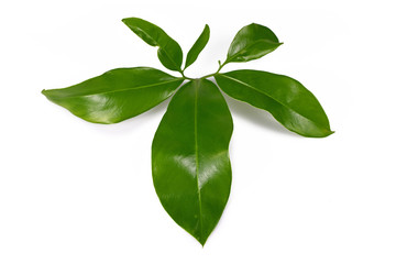 Leaf of tropical of 'Philodendron Green Wonder' house plant isolated on white background