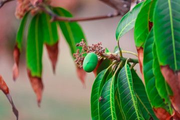 ,raw mango fruits,green mango fruits on tree branch,mango  small fruits beautiful view,green leaves of amma t