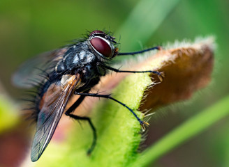 Fly Insect Macro