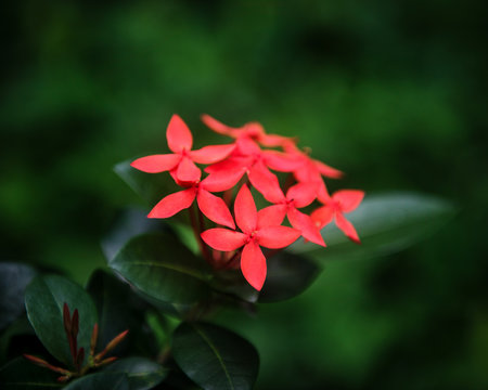 Cluster of vibrant red Ixora flowers, specifically identified as Ixora coccinea, Havana, Cuba 