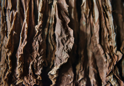 Dried Tobacco leaves in Viñales Valley, Cuba, Central America