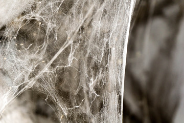 Spider web with copy space