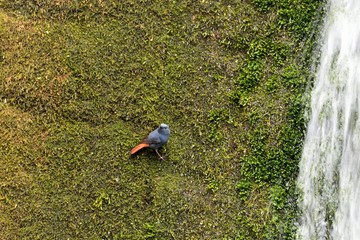 Lead metal color brook bird (Phoenicurus fuliginosus) in Taiwan stream.