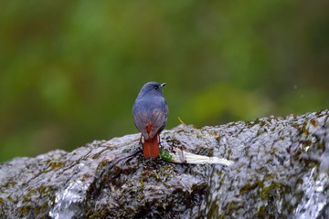 Lead metal color brook bird (Phoenicurus fuliginosus) in Taiwan stream.
