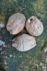 Coconut fruit that has dried on the floor