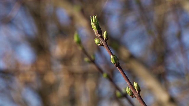Spindle Tree (Euonymus europaeus) unfolding leaves - (4K)