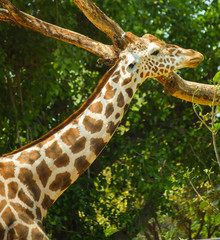 close up of a giraffe