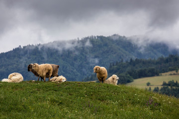 Pieniny - Carpathians Mountains © BARONPHOTOGRAPHY.EU