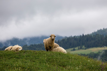 Pieniny - Carpathians Mountains © BARONPHOTOGRAPHY.EU