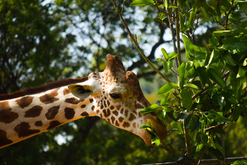 forest giraffe 