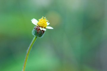 Obraz premium Flower of grass in green natural background at tropical forest. Vintage natural background. Closeup and copy space.