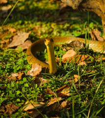 snake in the forest