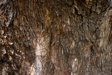 Texture of a large tree bark in a natural garden.