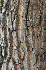 texture of tree bark