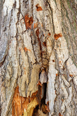texture of tree bark