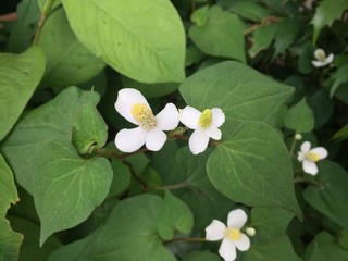 Small White Flower