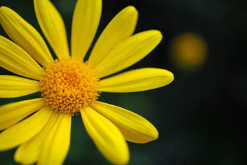 A yellow chrysanthemum blooming in the garden is very charming