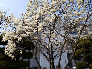 파란 하늘과 아름다운 목련화