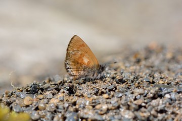 Butterfly from the Taiwan (Orthomiella rantaizana) Una rantaizana butterfly in water