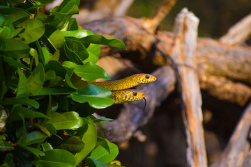snakes on tree