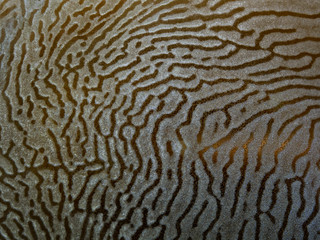 Texture of a bubble coral (Plerogyra sinuosa)