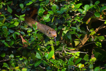 snake in the bushes