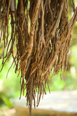 BANYAN TREE STEMS